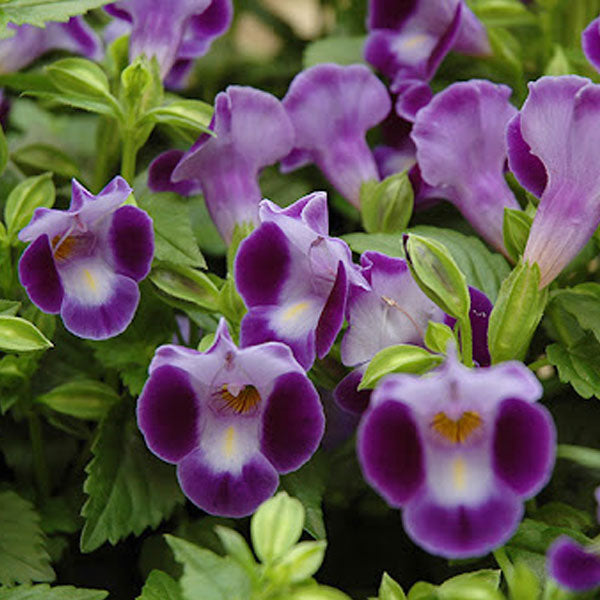 Torenia Moon 4.5" Pot