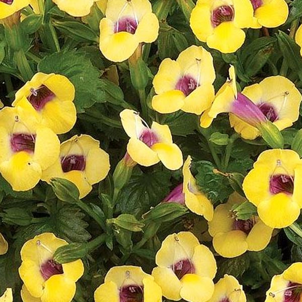 Torenia Moon 4.5" Pot