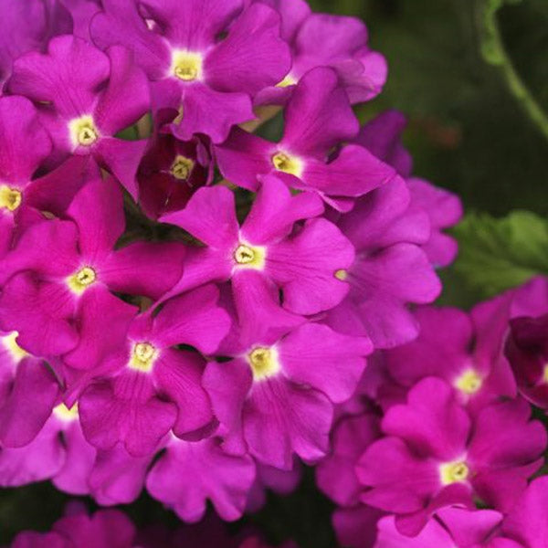 Verbena X Hybrida 4.5" Pot
