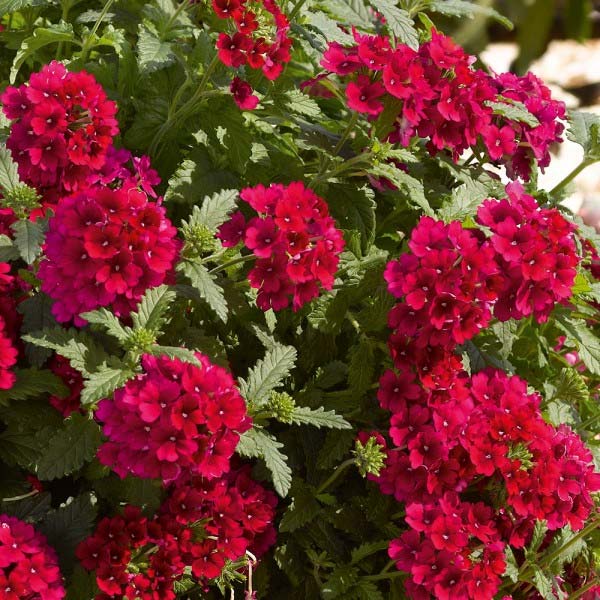Verbena X Hybrida 4.5" Pot