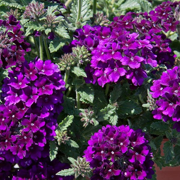 Verbena X Hybrida 4.5" Pot