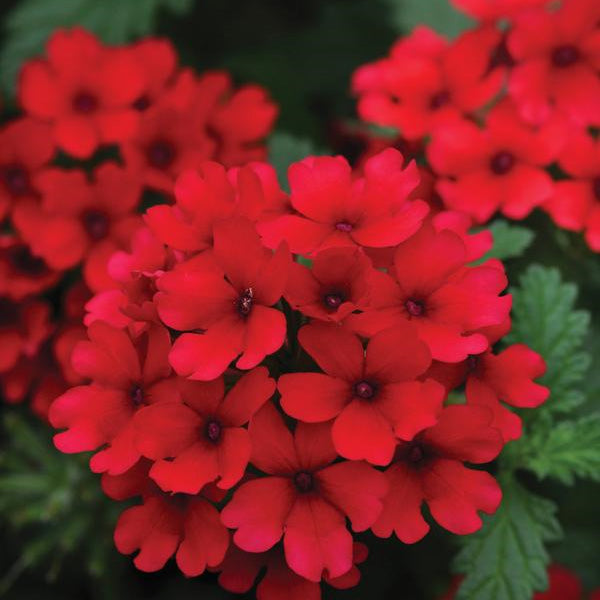Verbena X Hybrida 4.5" Pot