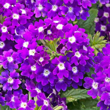 LASCAR DARK VIOLET