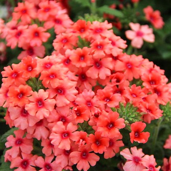Verbena X Hybrida 4.5" Pot