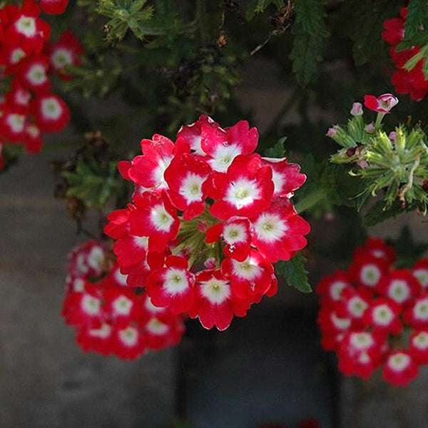 Verbena X Hybrida 4.5" Pot