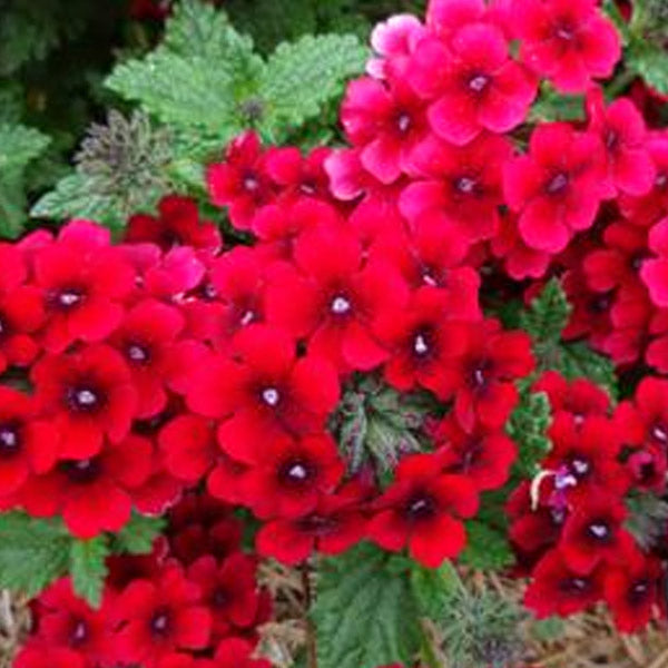 Verbena X Hybrida 4.5" Pot