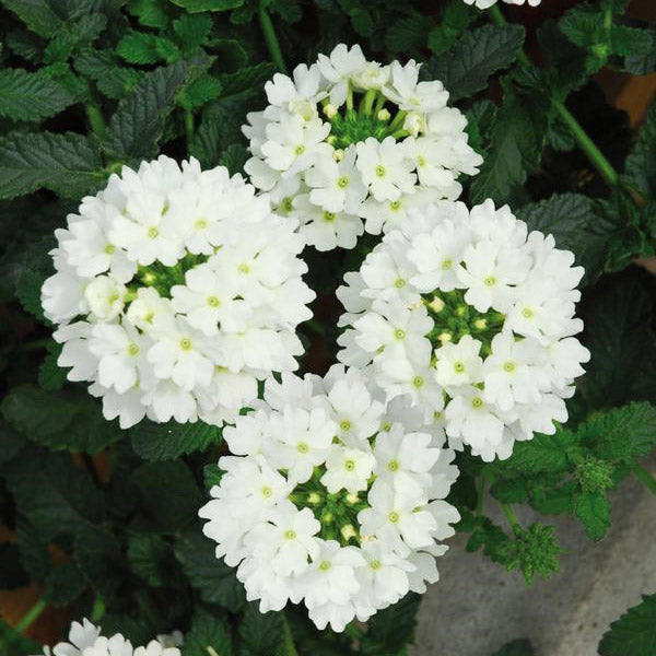 Verbena X Hybrida 4.5" Pot