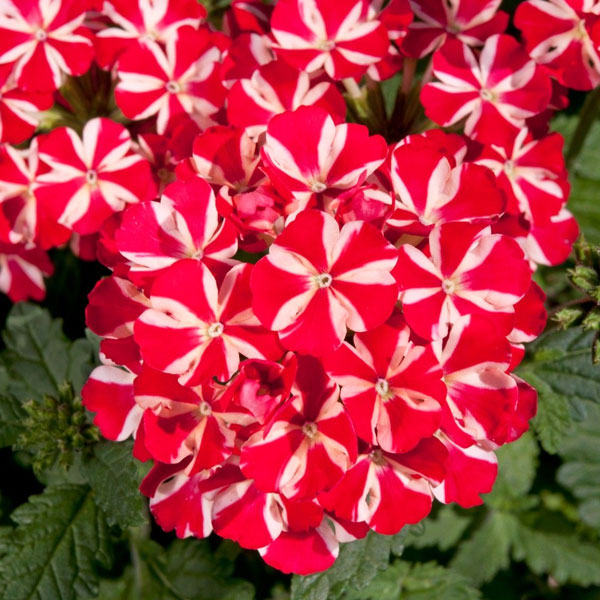Verbena X Hybrida 4.5" Pot