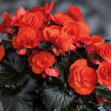 BÉGONIA MOCCA ORANGE POT 12,7 CM