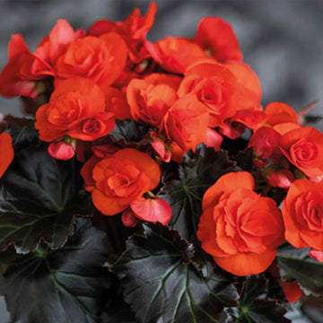 BÉGONIA MOCCA ORANGE POT 12,7 CM