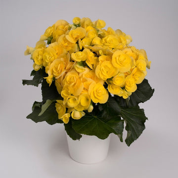 BÉGONIA REBECCA (JAUNE) POT DE 12 CM
