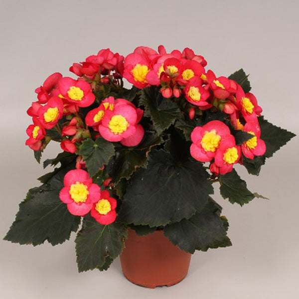 Bégonia 