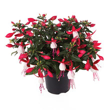 FUCHSIA SPP BELLA EVITA (BLANC-ROUGE) 4.5" POT
