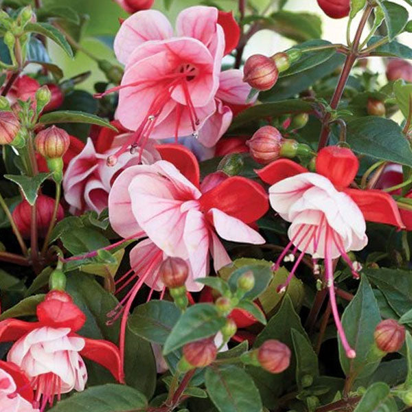 Fuchsia