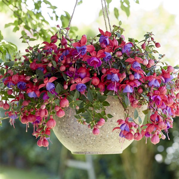 Fuchsia