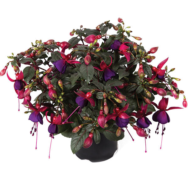 Fuchsia