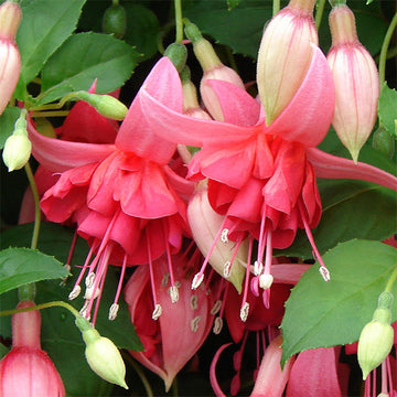FUCHSIA BLAZE AWAY (PINK-RED) 4.5" POT