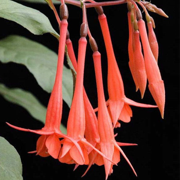 Fuchsia