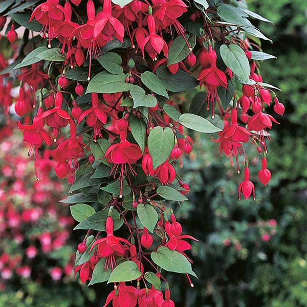 Fuchsia