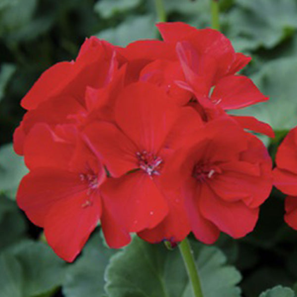 Geranium 5" Pot