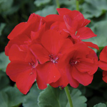 GERANIUM PELARGONIUM MOONLIGHT ORANGE (VANESSA) 5" POT