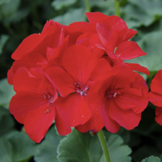 Géranium pot 5 po