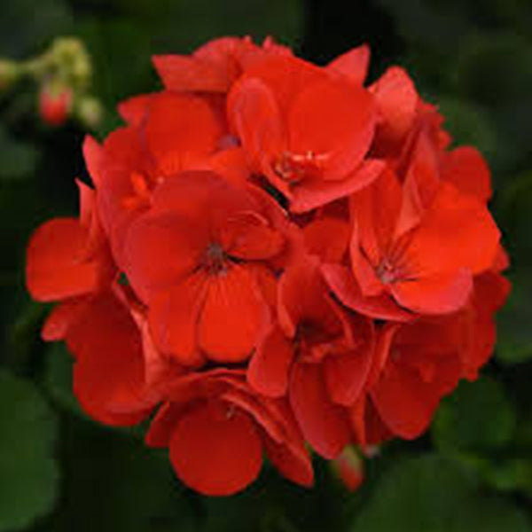Geranium 5" Pot