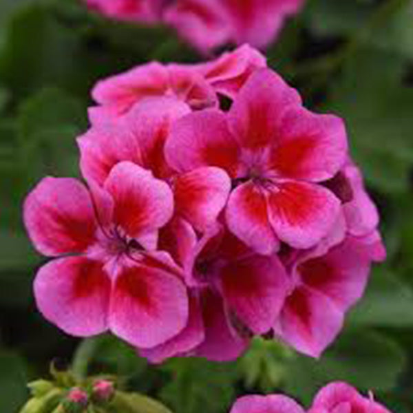 Geranium 5" Pot