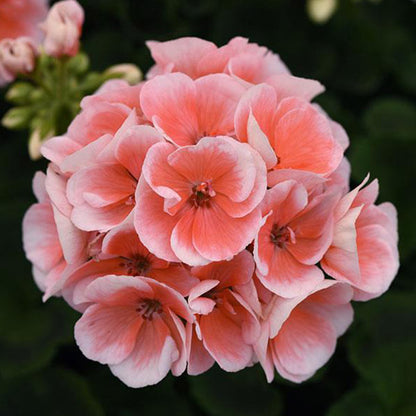 Geranium 5" Pot