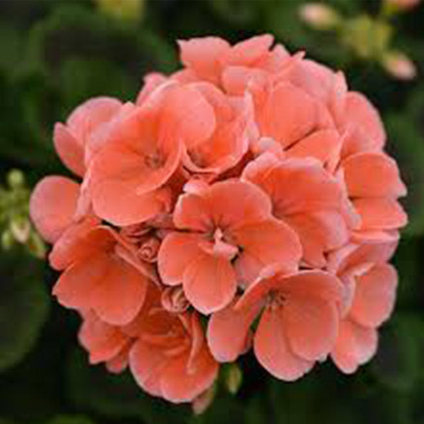 Geranium 5" Pot