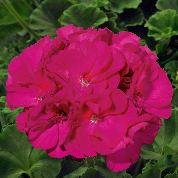 Geranium 5" Pot