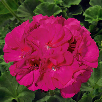 Geranium 5" Pot