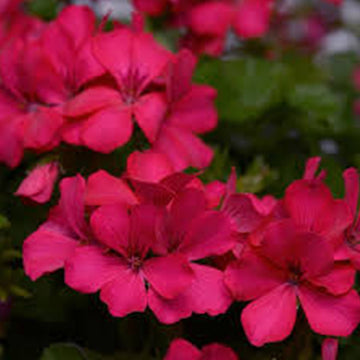 GERANIUM MAGENTA 5" POT