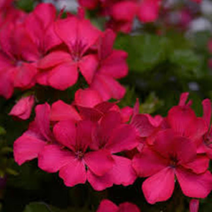 Geranium 5" Pot