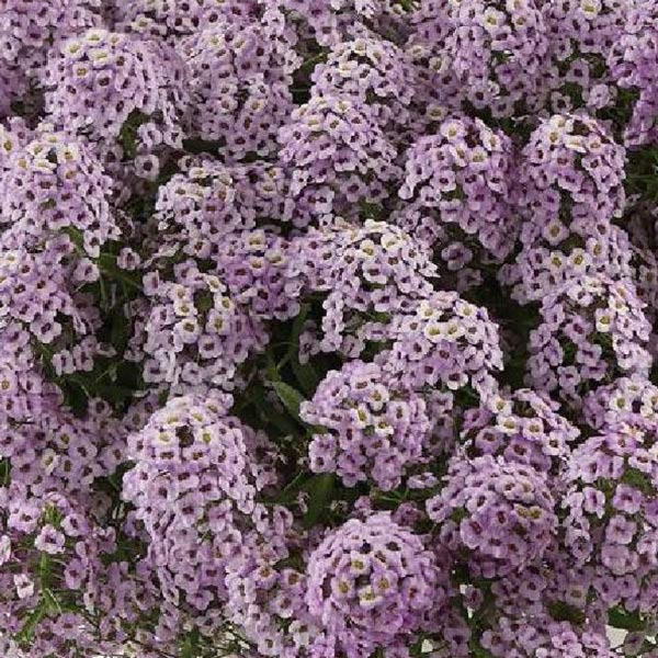 Lobularia Stream Compact 4.5' Pot