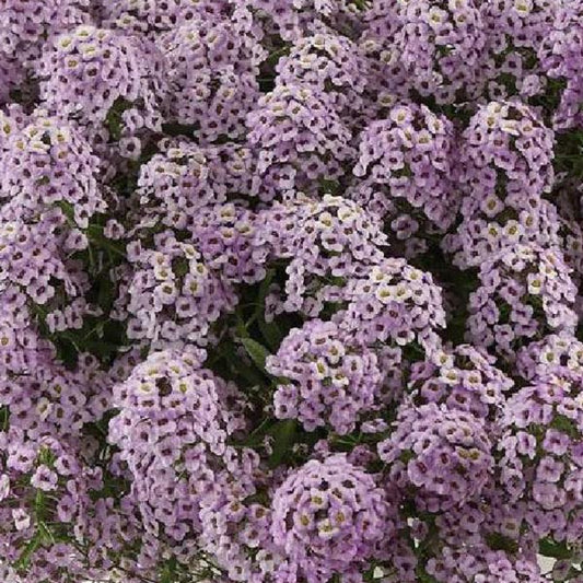 Lobularia Stream Compact 4.5' Pot