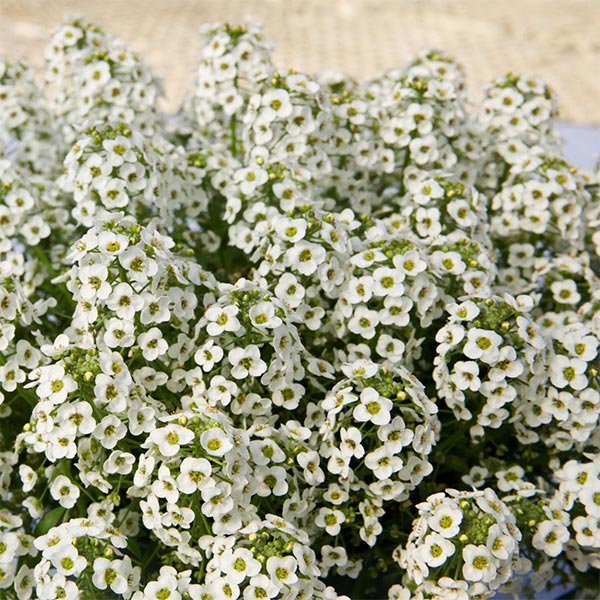 Lobularia Stream Compact 4.5' Pot