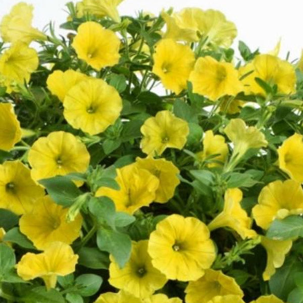 Petunia