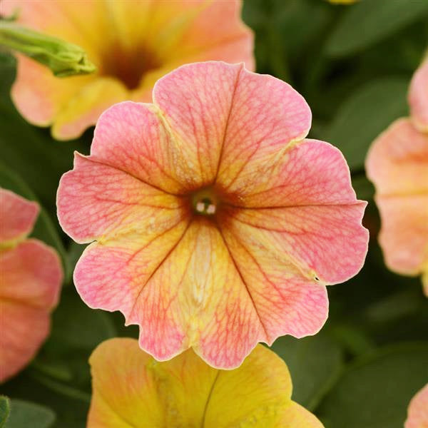 Petunia