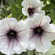 CRAZYTUNIA BLACK AND WHITE ( HANGING BASKET 10" )
