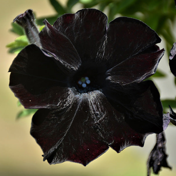 Crazytunia
