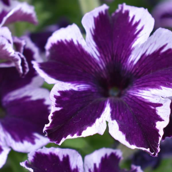 Crazytunia