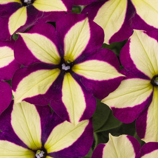 Crazytunia