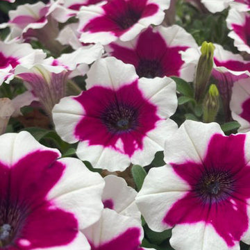 CRAZYTUNIA ICED BERRY ( HANGING BASEKT 10" )