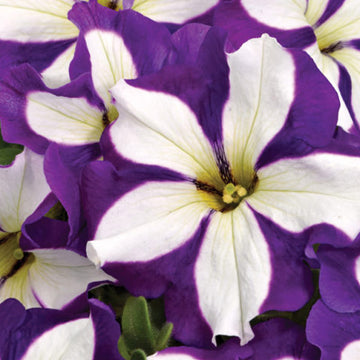 CRAZYTUNIA LUCKY LILAC ( HANGING BASKET 10" )