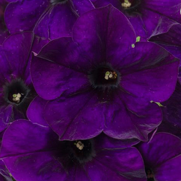 Crazytunia