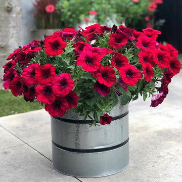 CRAZYTUNIA RED BLUES ( HANGING BASKET 10" )
