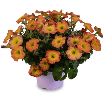 PETUNIA FLOWERSHOWER GOLDEN HARVEST ( HANGING BASKET 10" )