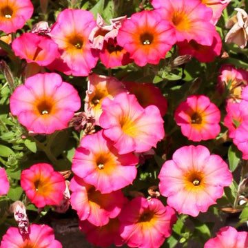 PETUNIA FLOWERSHOWER MAYAN SUNSET ( HANGING BASKET 10" )