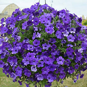 PETUNIA HEADLINER NIGHT SKY ( HANGING BASKET 10" )